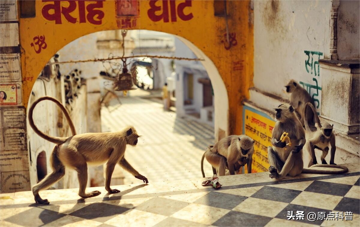 印度泛滥成灾的七大动物，自己不敢吃，想让中国当接盘侠