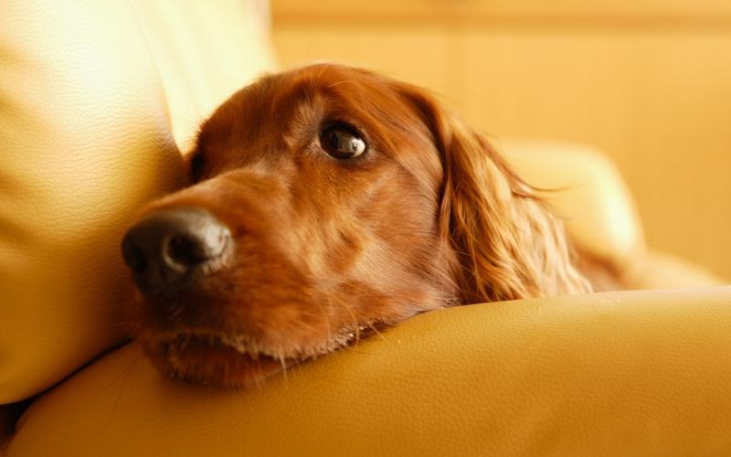 狗狗低蛋白性肠病怎么治,狗狗低钾血症怎么治疗