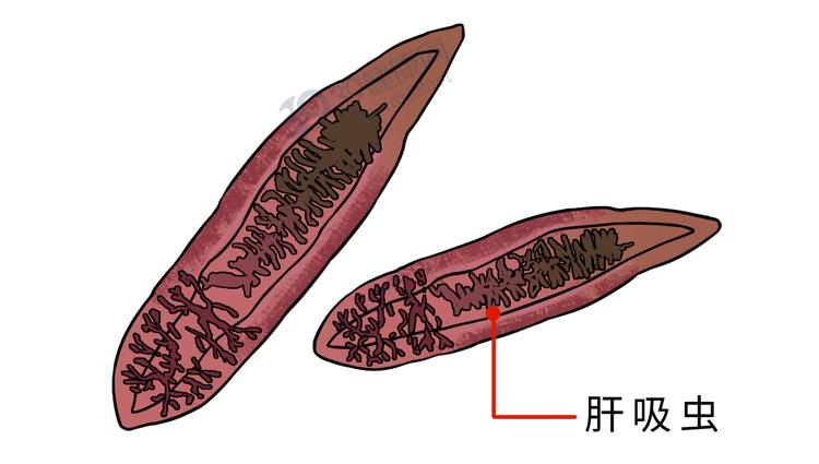 福寿螺和田螺的测试,如何区分福寿螺和田螺的区别