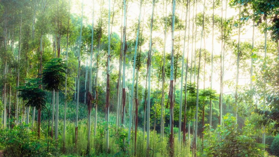 苏轼清丽柔美诗句,苏轼最婉约的一首暮春词