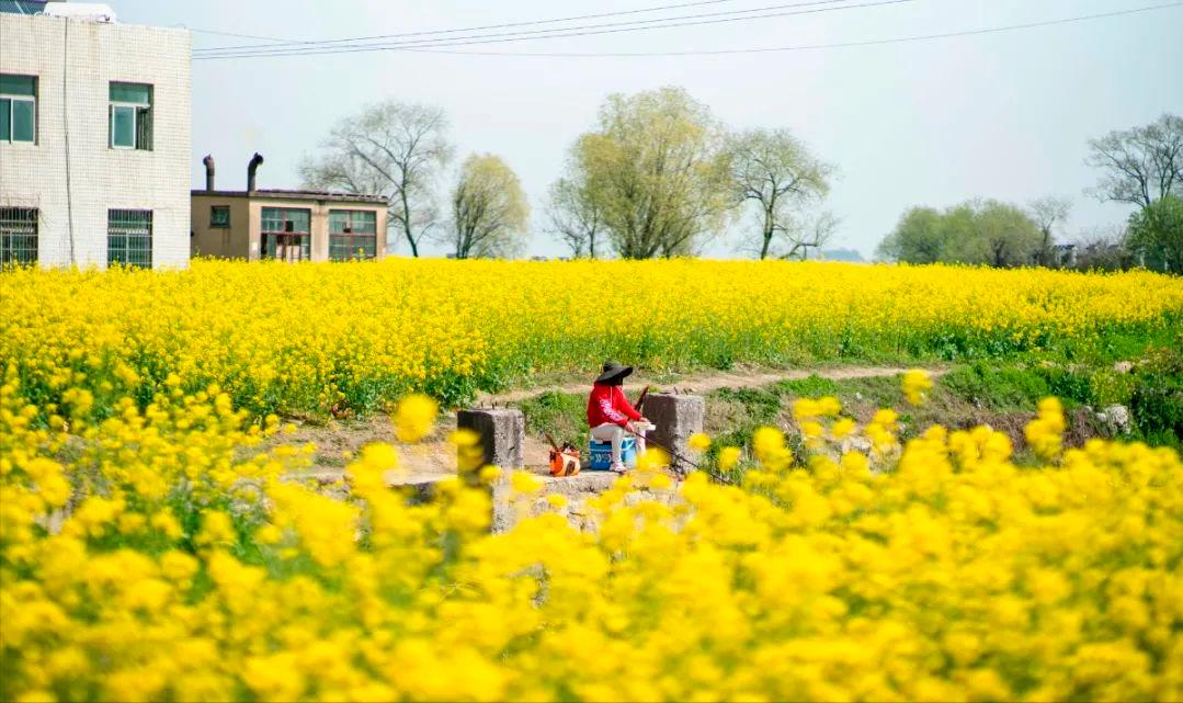 最美婺源油菜花跟风来一下,苏州自驾到婺源看油菜花的地方