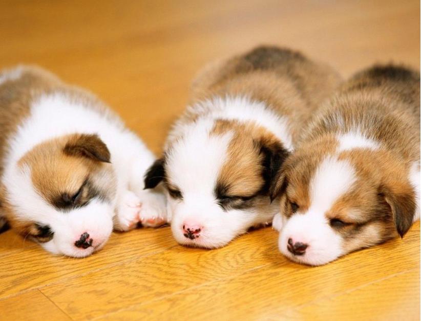 新手养哪种宠物狗比较好养,养狗首选这3种狗既便宜又好养