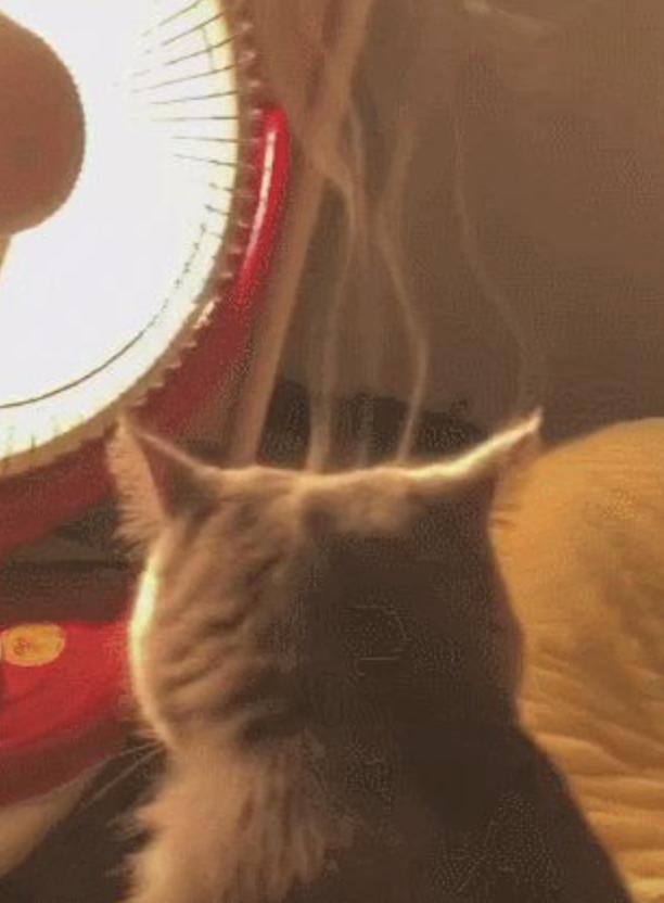 天气一冷猫就打喷嚏流鼻涕不吃饭,天气一冷猫就会失去爪子