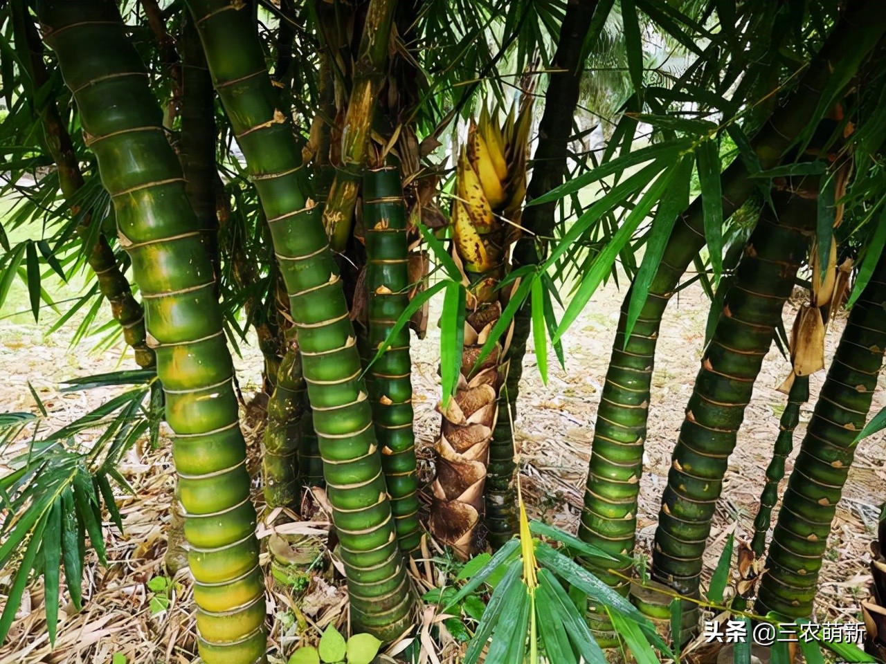罗汉竹：寓意“节节高升”却被大量砍伐，如今身价倍增