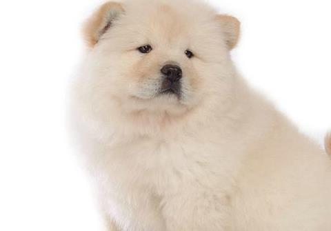 松狮的驯养方法,饲养松狮应该注意哪几点