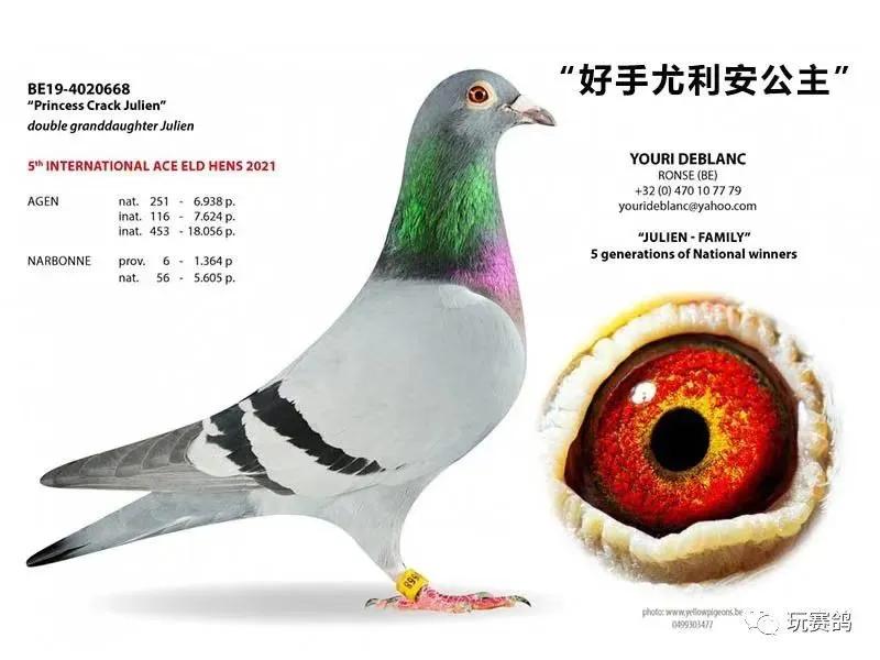 冯莱尔鸽系适合公棚吗,冯莱尔血统