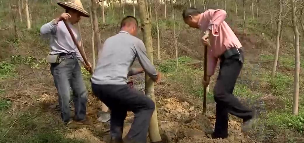 男子烧山被抓种树一万株,福建男子放火获刑11年