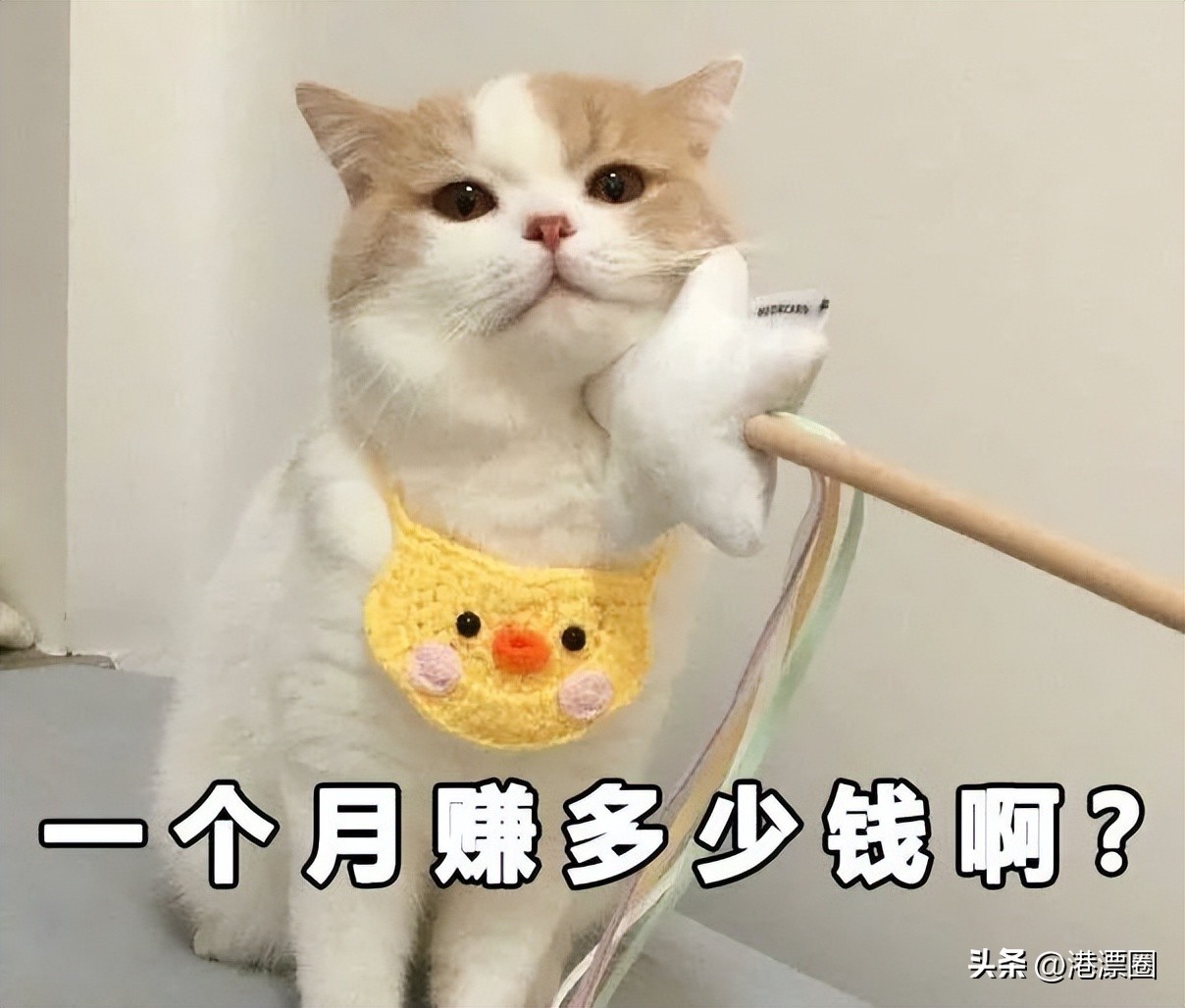 香港养猫领养,香港养猫攻略