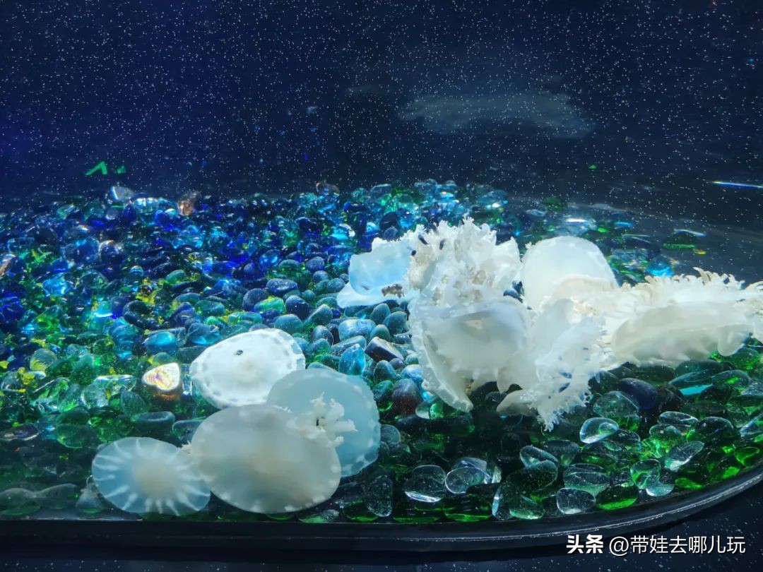 天津海昌极地海洋公园冬天营业吗,天津海昌极地海洋公园游玩攻略