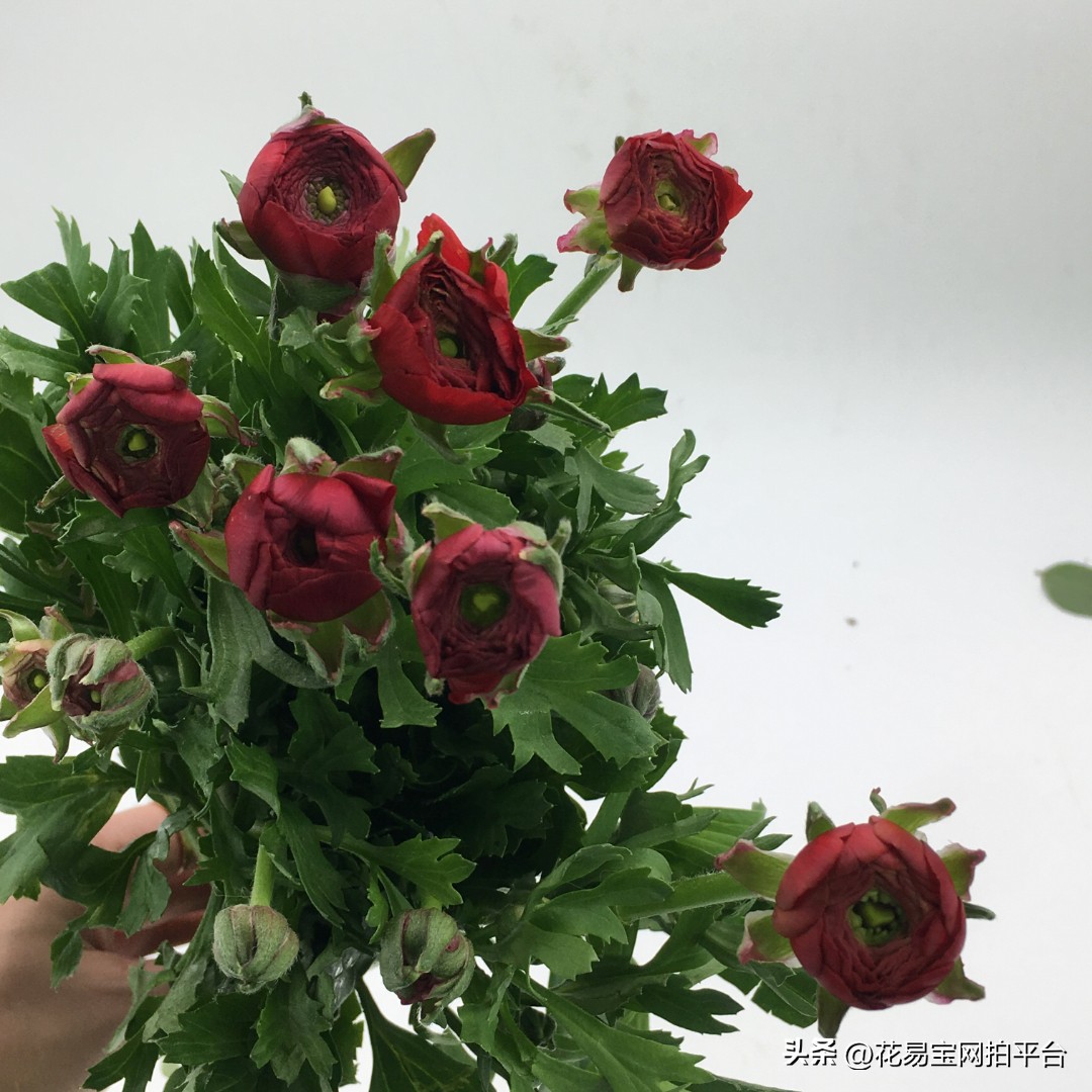 9月份红色好看的花材,颜值高的花束合集