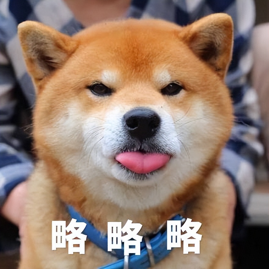 什么狗聪明听话又好养有安全感,狗有哪些特征就是一条好狗