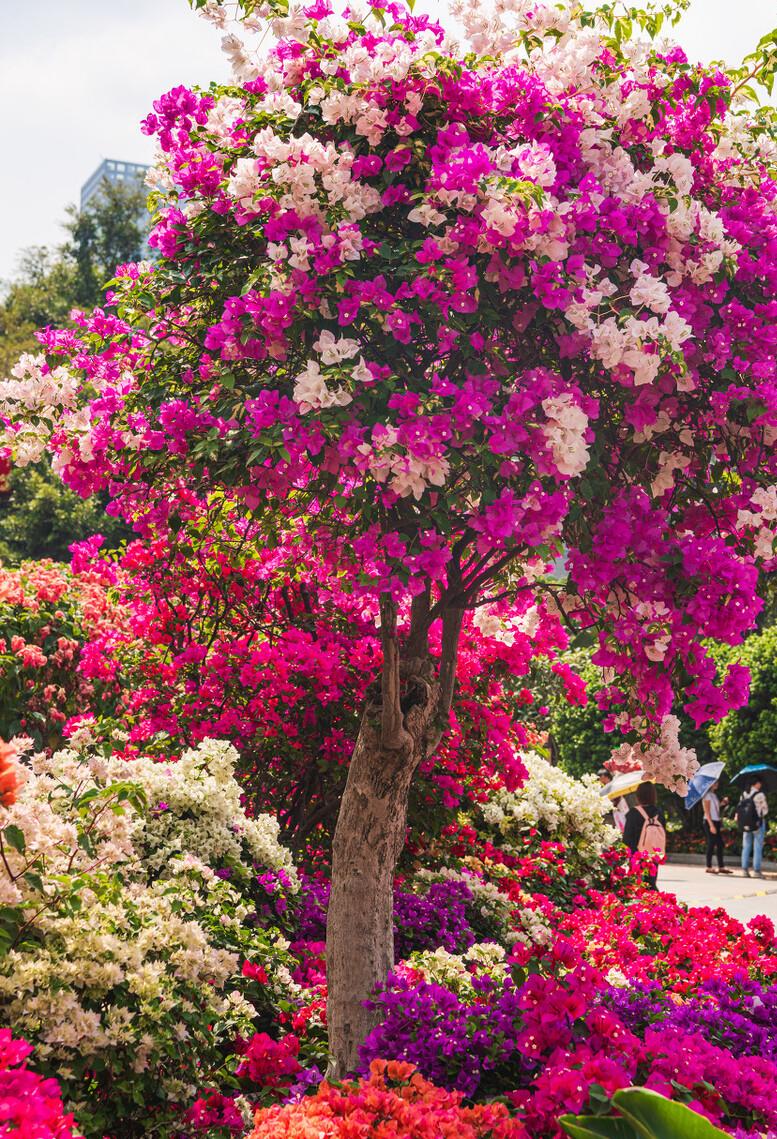 容易养的花苗而且开花时间长,10种公认最好养的花占地小