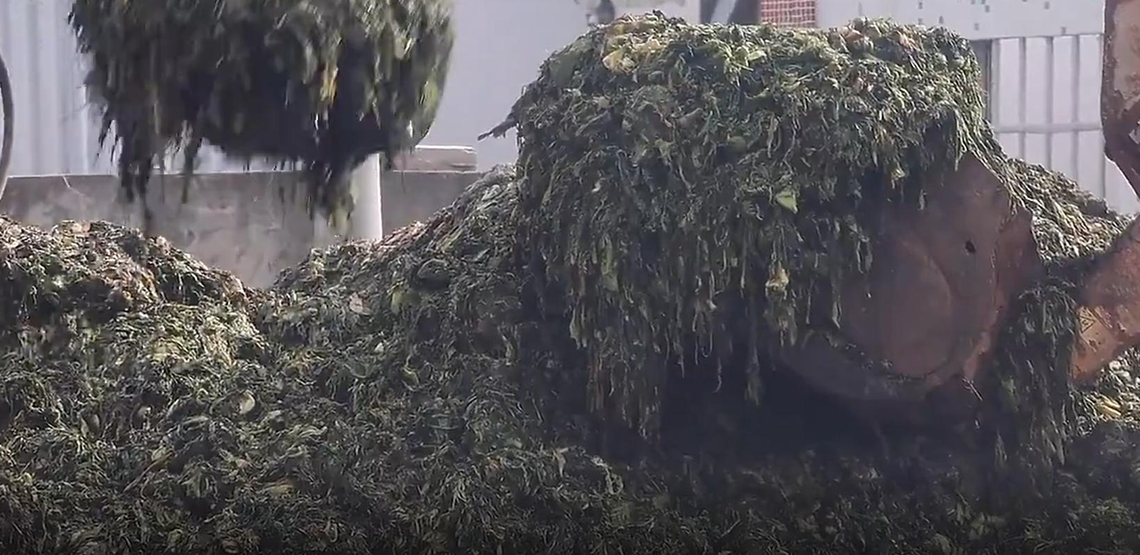 聚焦315消费者权益日橄榄菜案例,315曝光的橄榄菜是怎么回事