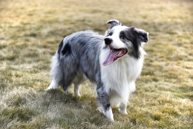 智商高的狗狗排名前十有哪些品种,智商高的狗狗排名小型犬