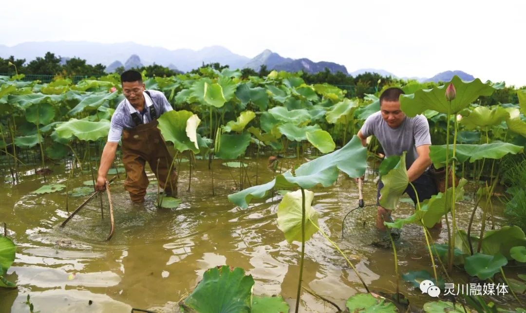 灵川廉政文化村,清廉乡村建设廉政文化