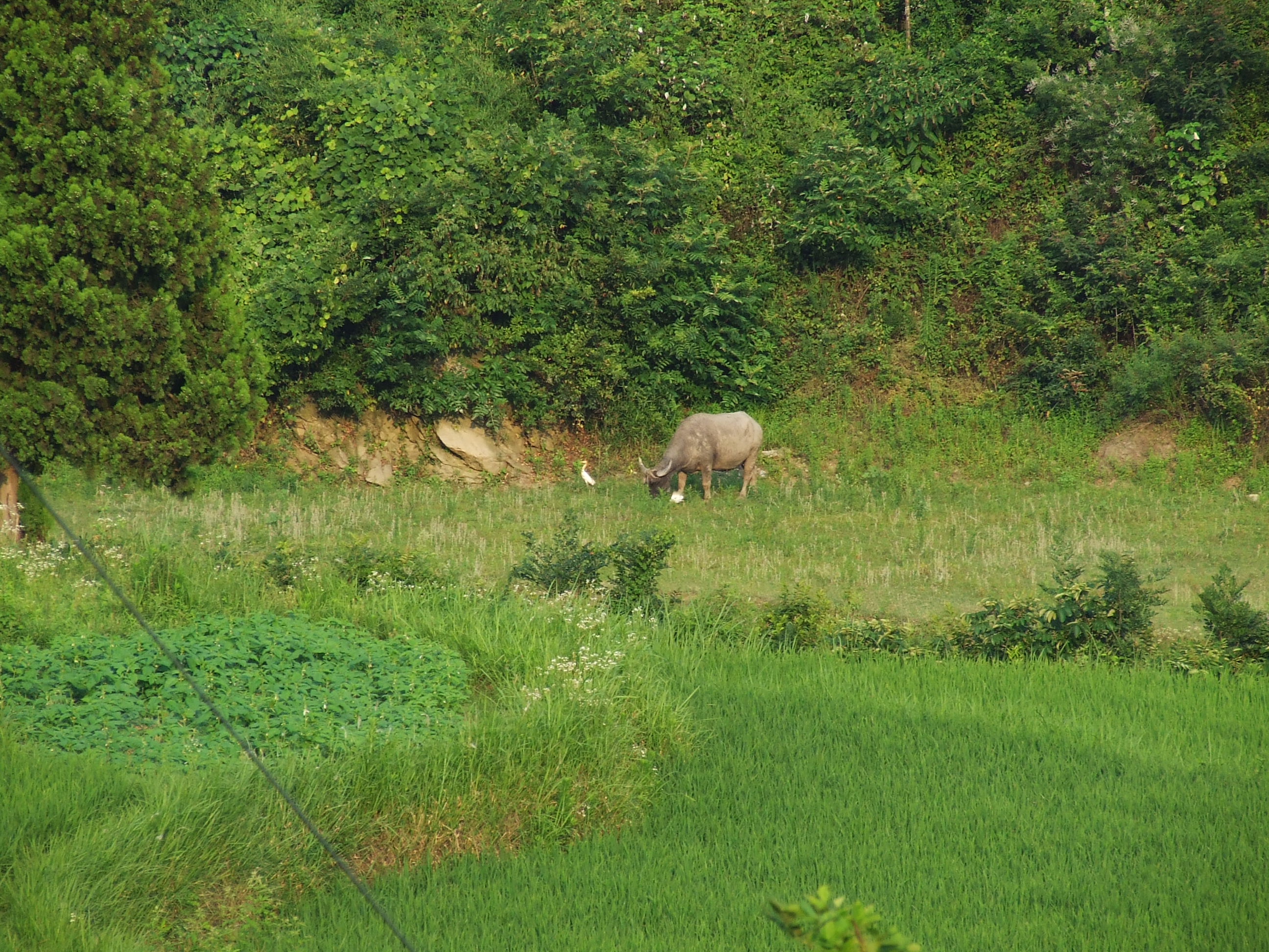 故乡的小桥风景,故乡的小桥