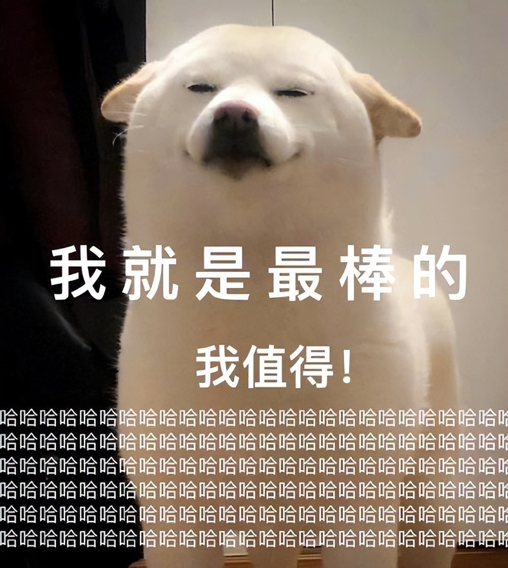 什么狗好驯服不咬人便宜还能看家,什么狗最适合老年人饲养