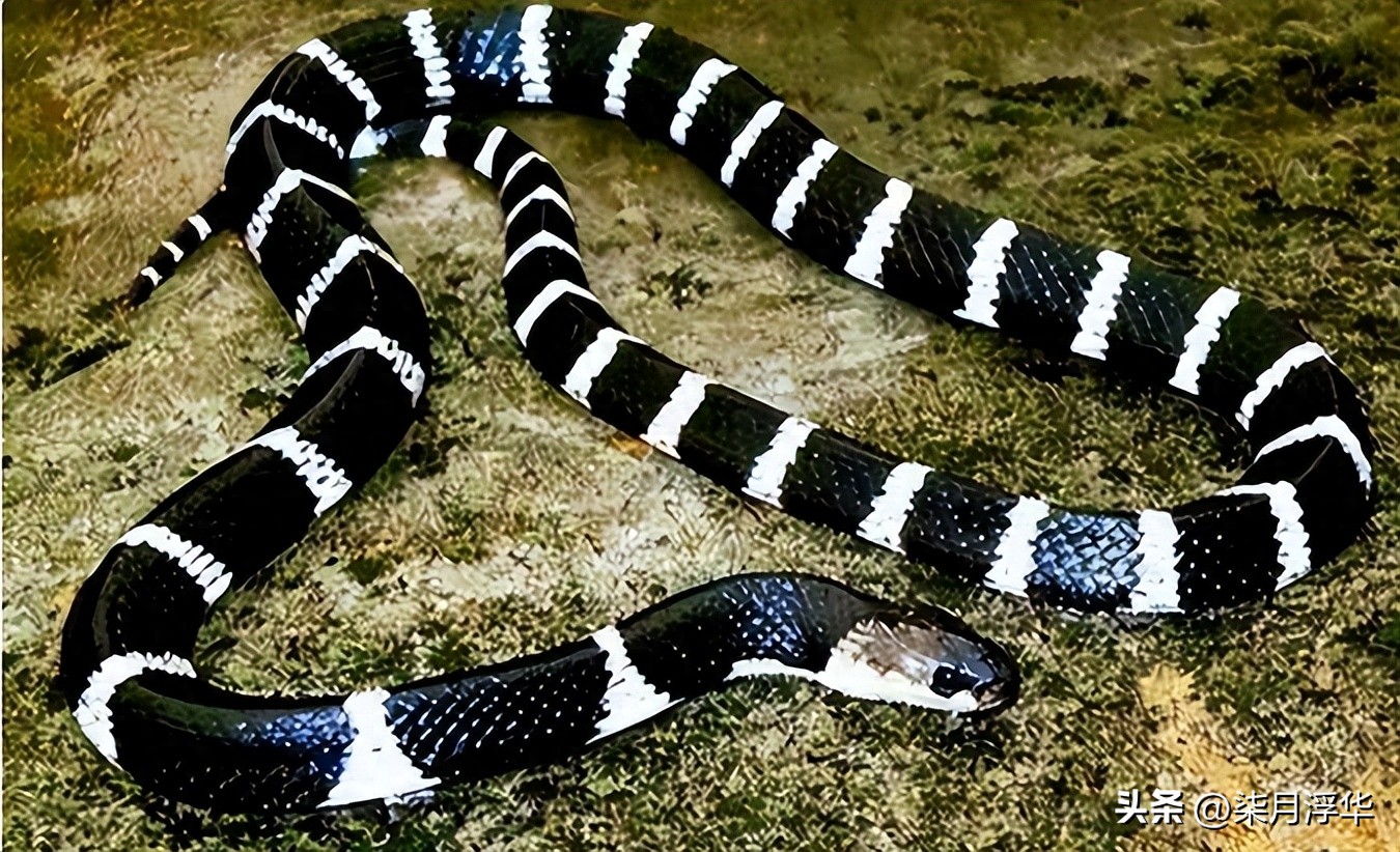 贵州男子被“剧毒银环蛇”咬伤，提蛇去就医，医生看后长舒一口气