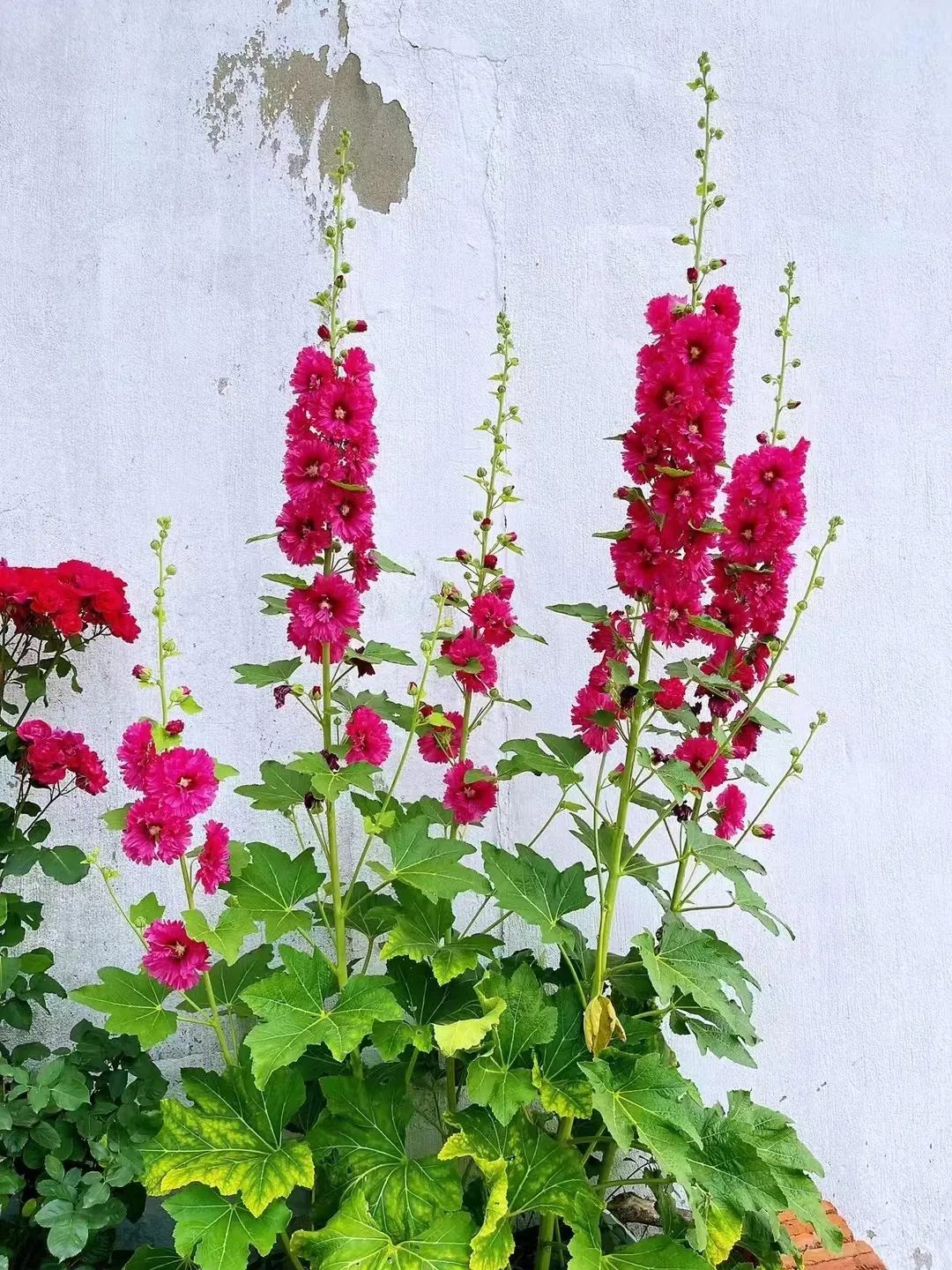 蜀葵属性,蜀葵生命力