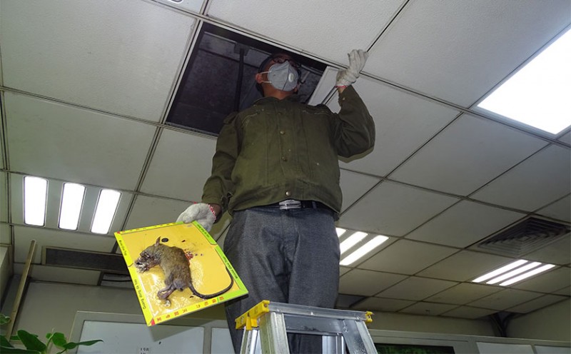 楼房除老鼠最有效的方法,楼房除老鼠费用