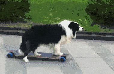 哪种宠物狗卖得最好养,养狗首选这7种狗价格便宜又漂亮