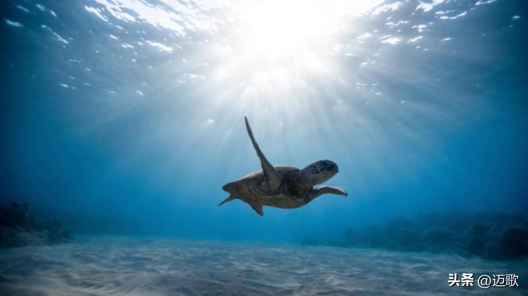 手机拍照传感器排行,传感器对身体的影响