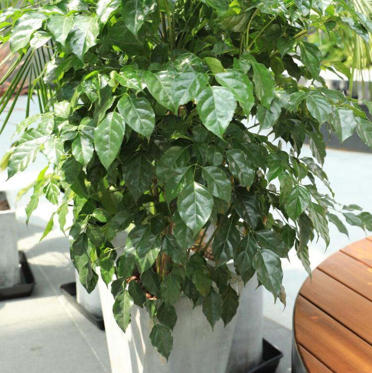 “客厅养树，十有九富”！老祖宗留下的“规矩”，说的太有道理了