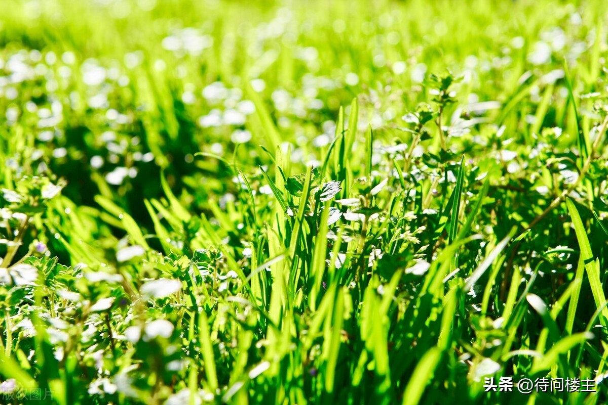 中国当代著名诗人作品欣赏,中国当代十大杰出诗人