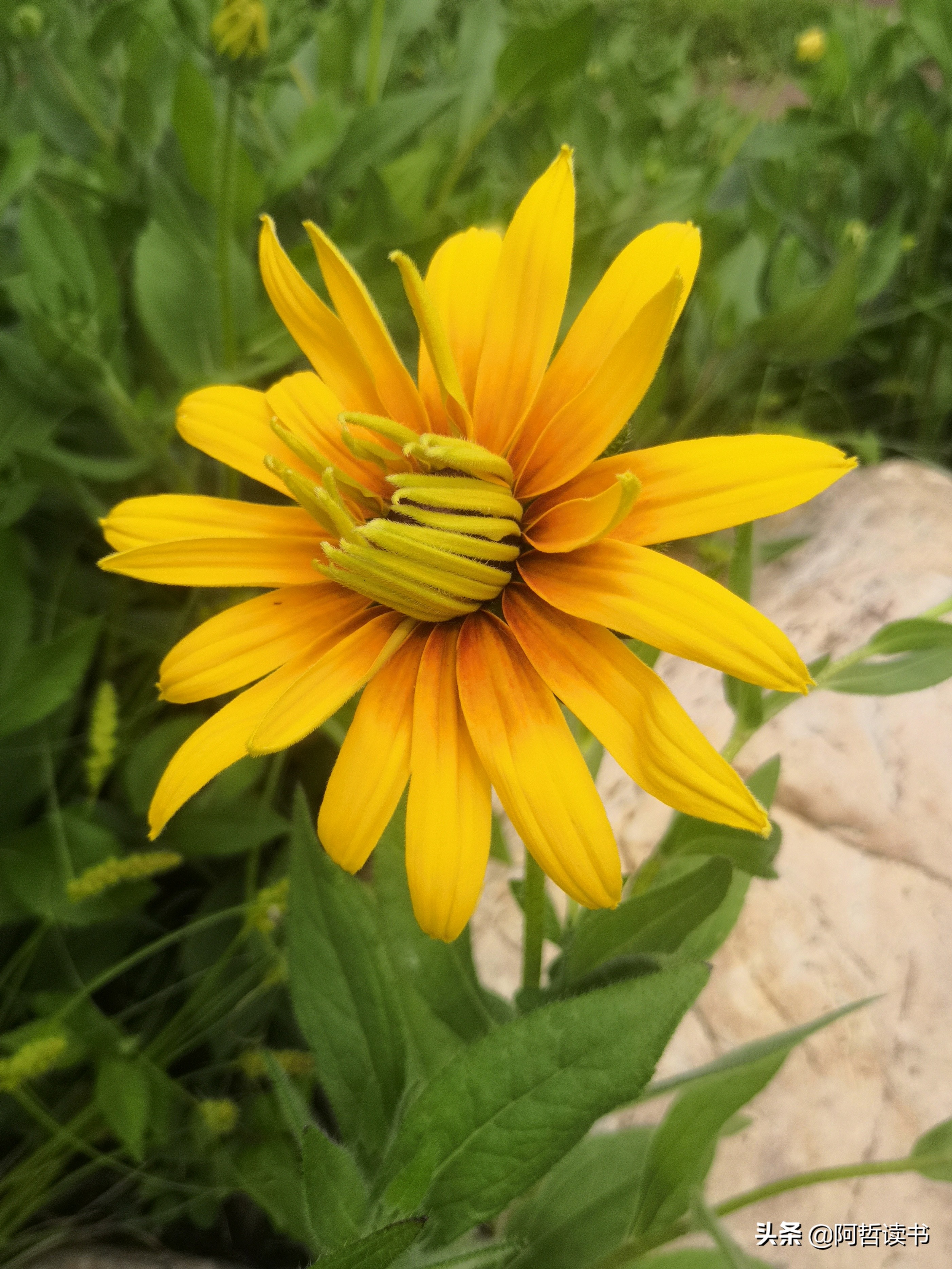 黑心金光菊：花名不雅，花姿灿烂，菊花里独特耀眼的一款