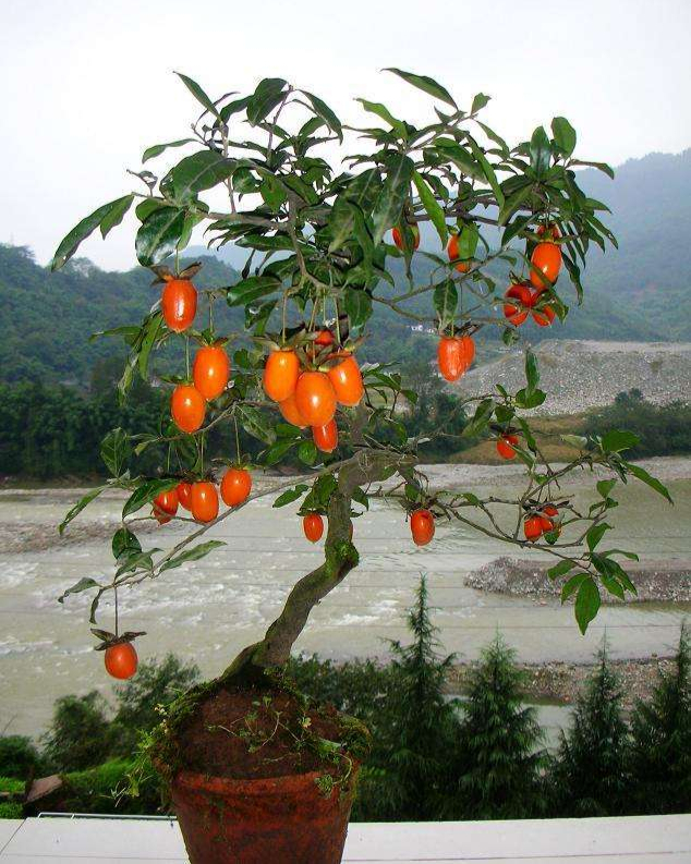 20种大毒花你家里养了吗,4种大毒花家里经常养