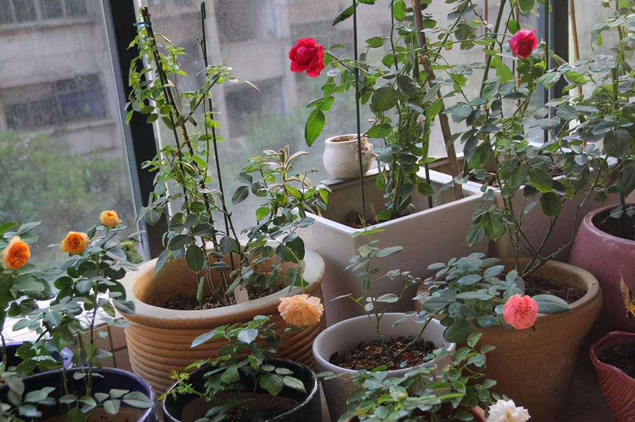 花市“捡漏”的6个小方法，学会了超省钱