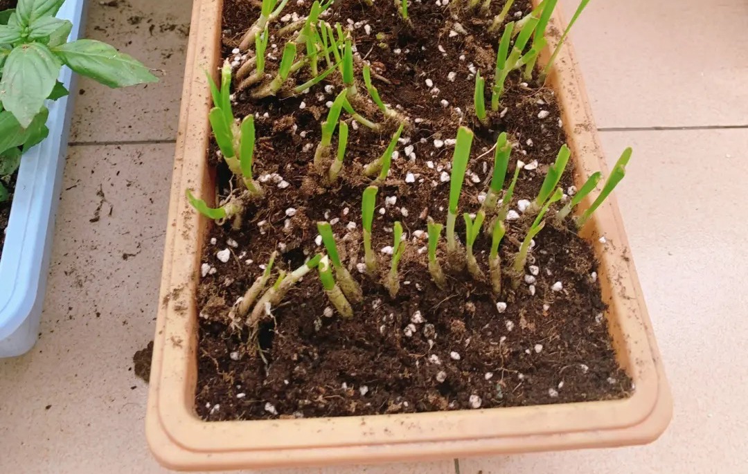 阳台种菜种哪些长得比较快,阳台种菜推荐种什么