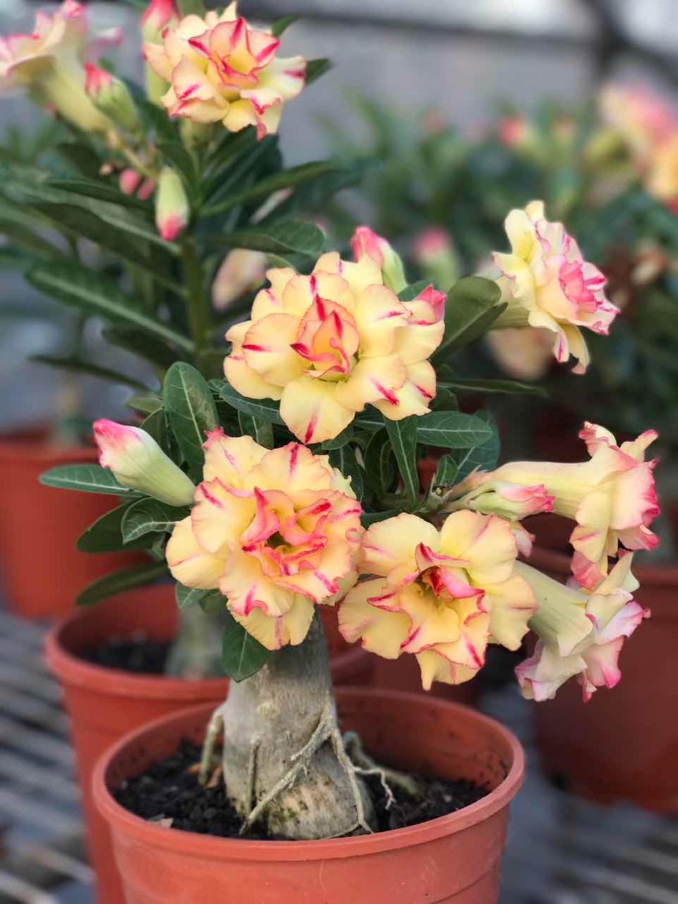 蛇蝎芙蓉花,皖南蛇蝎花