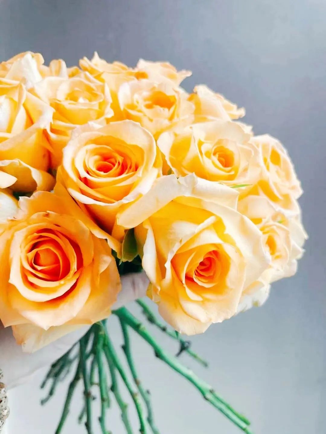 假日公主月季视频,假日公主月季好种吗