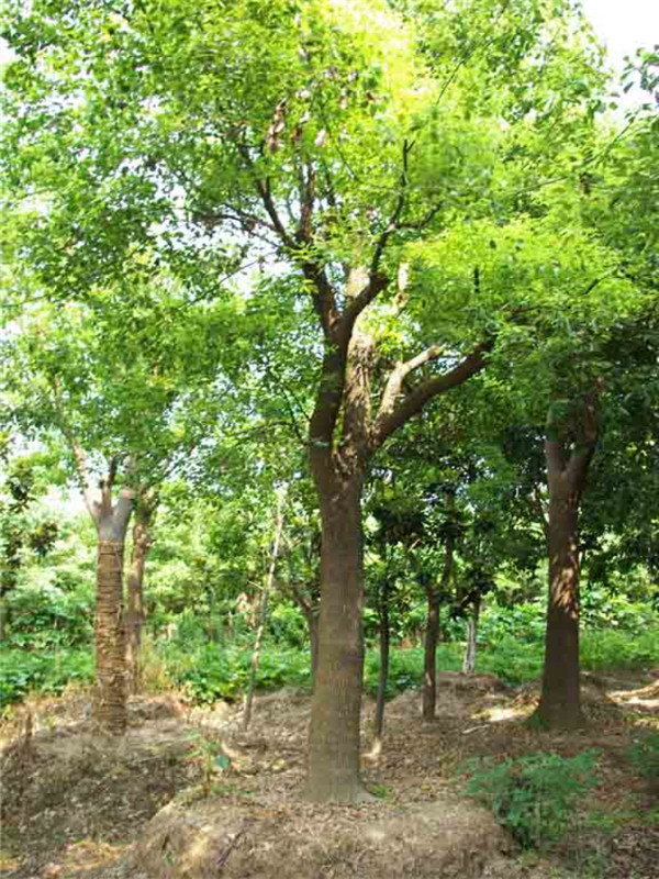 香樟种子种植方案,香樟种植技术视频教程