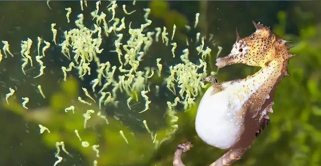 海洋里的奇特生物海马,海马神奇的生物