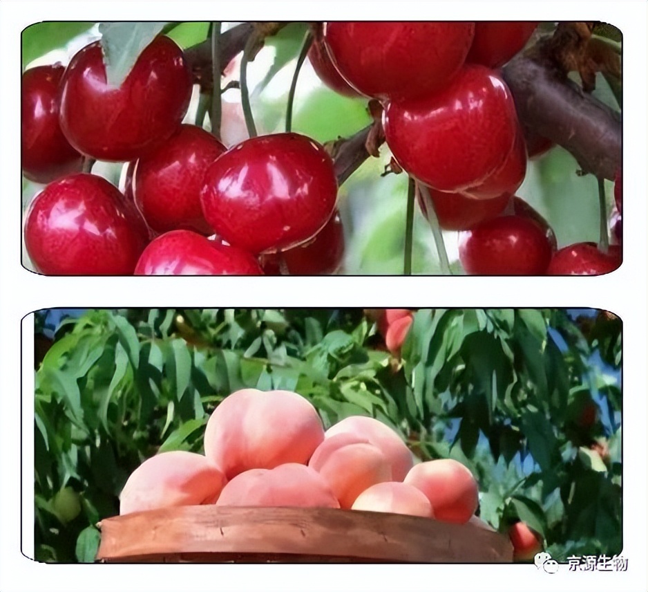 乙蒜素灌根注意事项和禁忌,乙蒜素治线虫