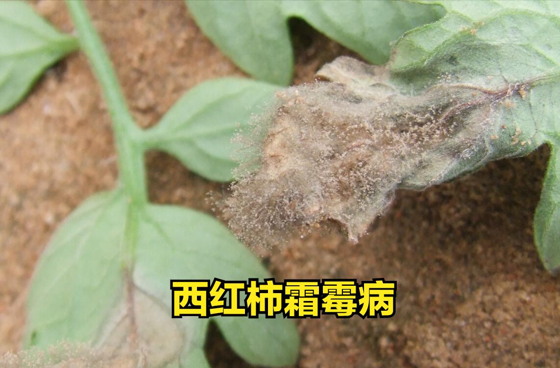 高锰酸钾对细菌病害有用吗,3%高锰酸钾