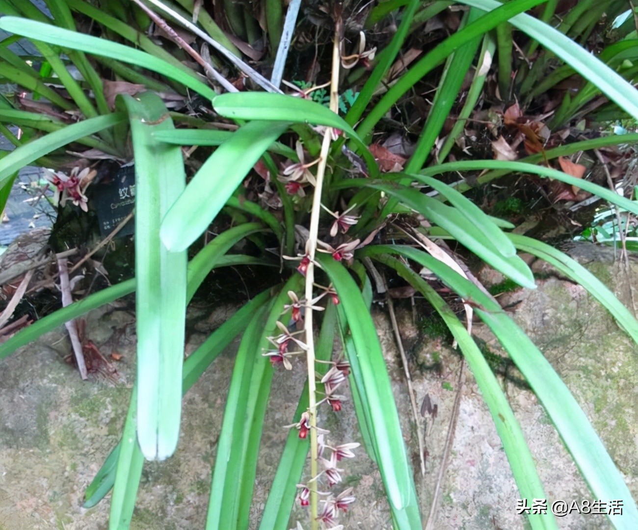 带你认识中华兰花纹瓣兰,顶级纹瓣兰图片