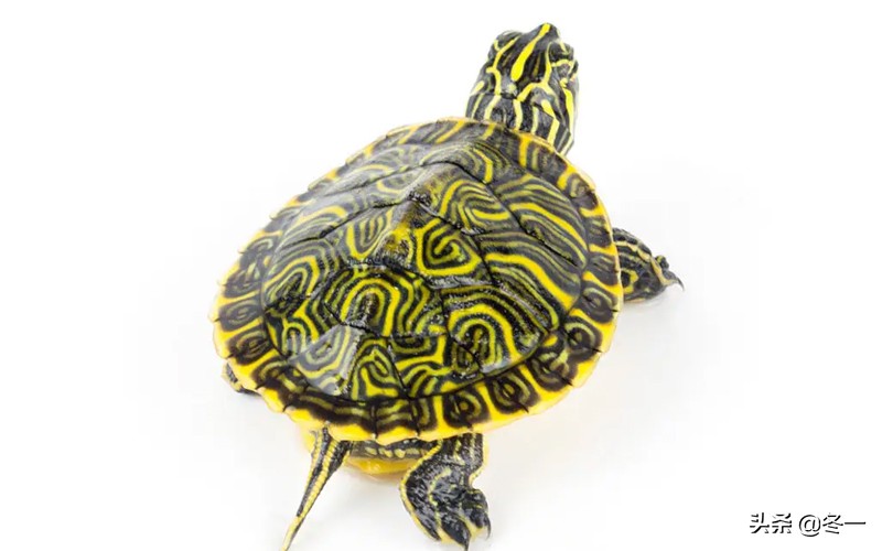 新手养龟的基本知识,入门养龟用什么龟缸