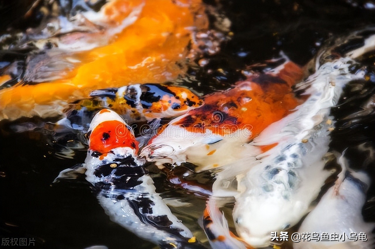 新手锦鲤怎么养活的,锦鲤怎么养才能养活自己