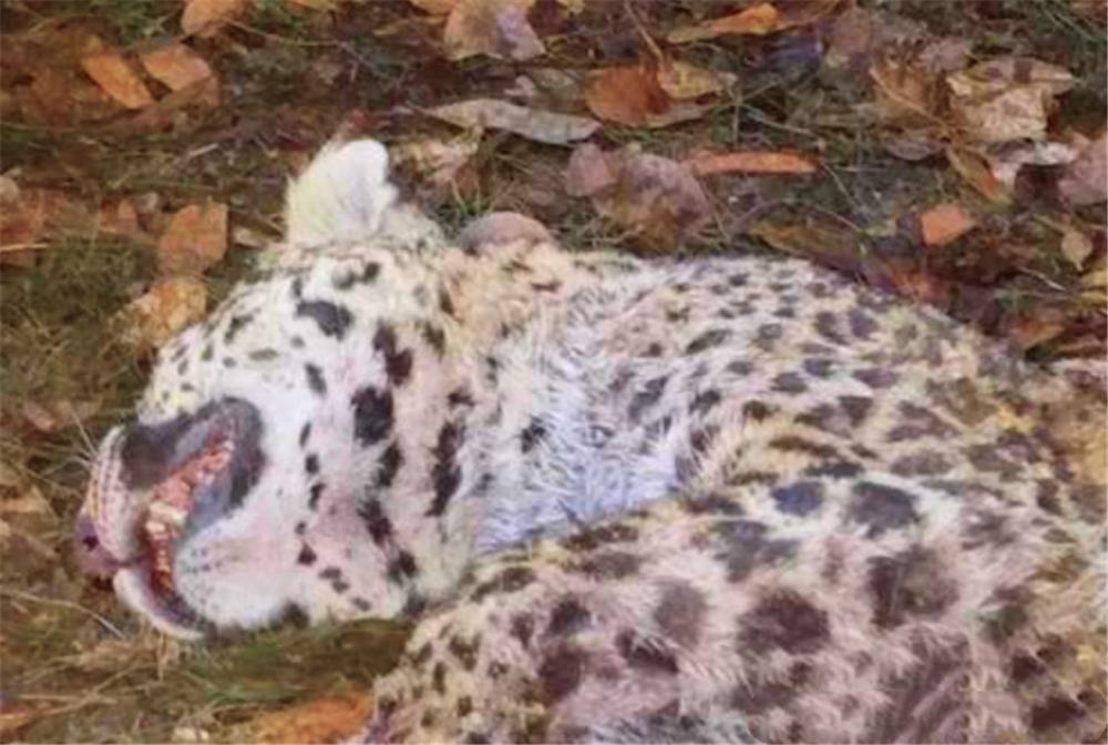 花豹在路边咬住牛,花豹被牛顶死