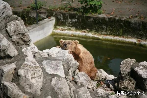成都动物园里有啥,深圳野生动物园值得去吗