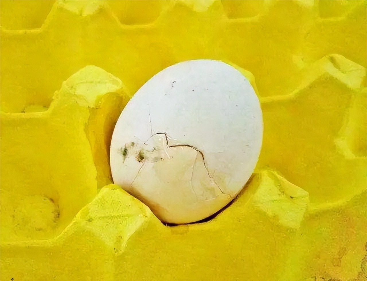 发烧时是否可以吃鸡蛋,发烧时能喝牛奶吃鸡蛋吗