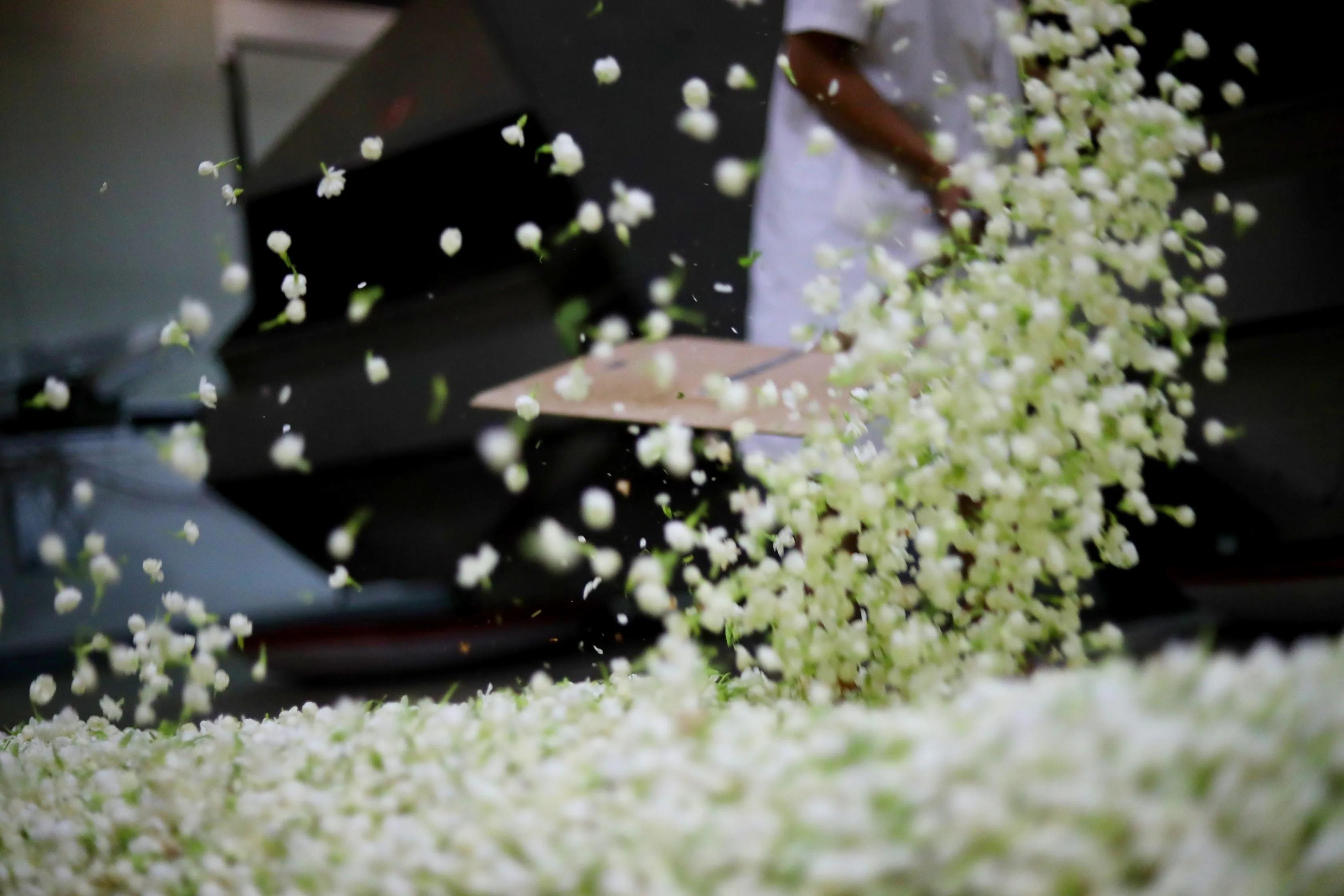 云南茉莉花茶2022新茶特级浓香,下关茉莉花特级花茶