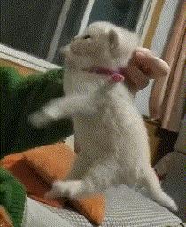 表面上可爱其实背地里也沙雕,表面萌萌哒