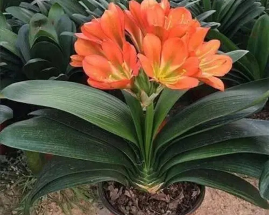 养君子兰叶亮开花多全靠4个诀窍,君子兰顺口溜大全