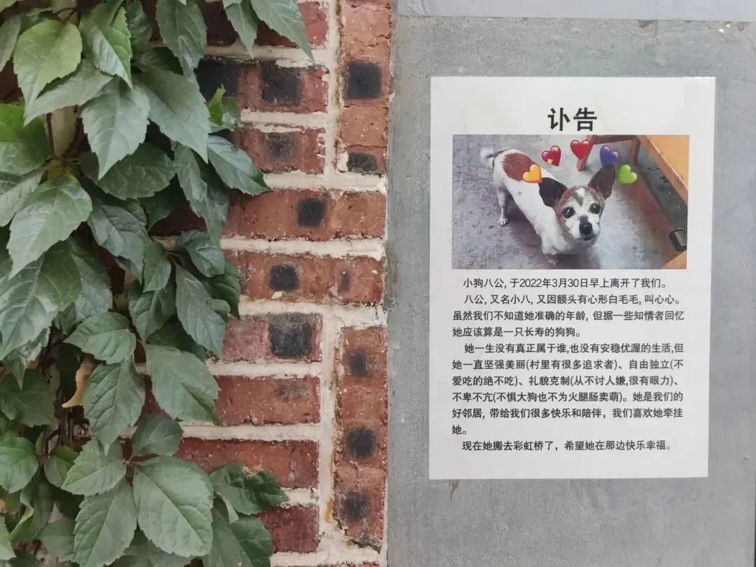 一只北漂小狗离开了，我为它写了封讣告