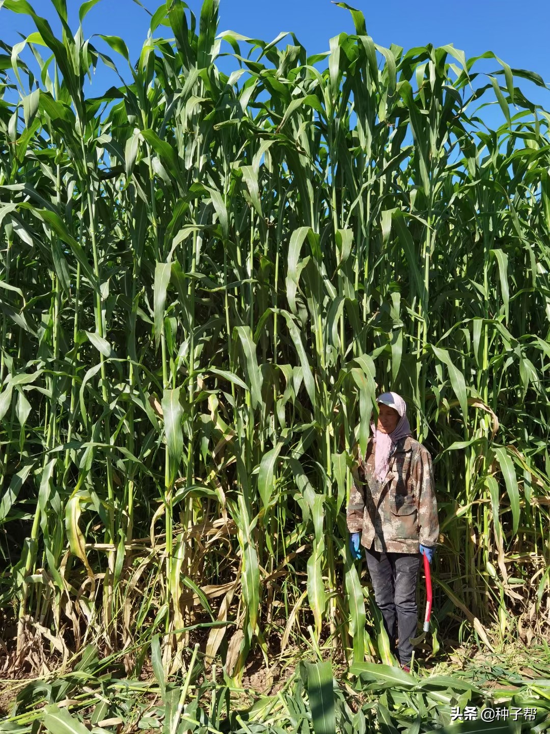 新型巨型高粱,巨型高粱品种