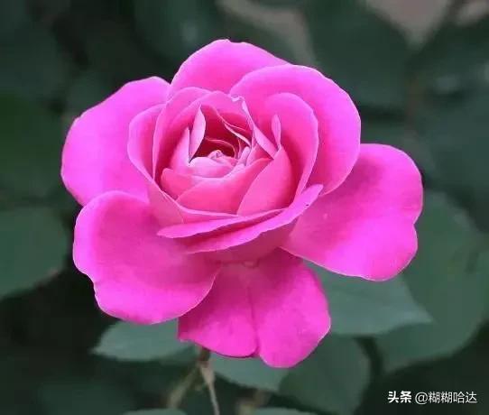 赏心悦目的花朵，风采万千，千姿百态，魅力无限，太美了